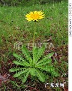 蒲公英的花朵还像什么 蒲公英花朵像什么比喻