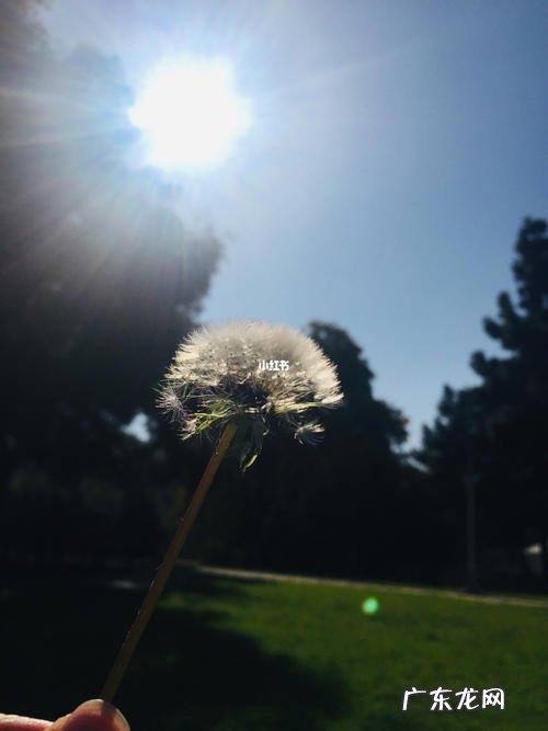 人生就像蒲公英看似自由 人生像蒲公英看似很简单