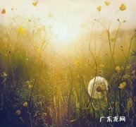 人生就像蒲公英看似自由 人生像蒲公英看似很简单