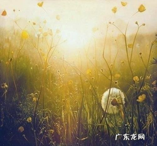 人生就像蒲公英看似自由 人生像蒲公英看似很简单
