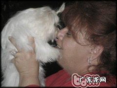 对你说狗狗爱用舌头舔人的缘故