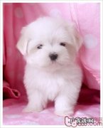 马尔济斯犬喂养管理方法基本