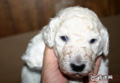 小狗双眼和耳朵里面的清理方法