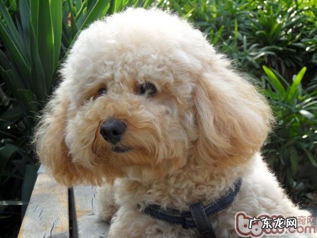 给泰迪犬修毛的小窍门