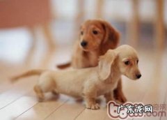 为狗狗补钙的常见问题