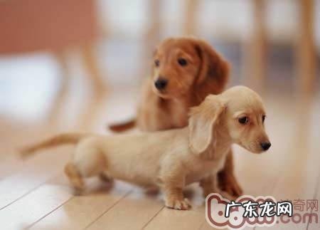 为狗狗补钙的常见问题