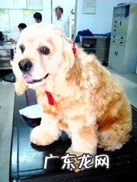 可卡犬的维护保养窍门