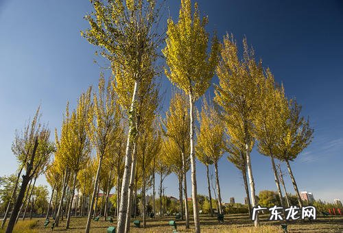 秋天的景色作文100字左右 秋天的景色50字左右