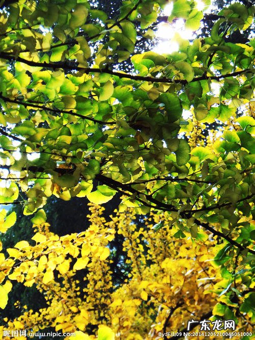 银杏树的叶子是什么样子 银杏树的样子图片