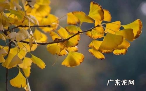 银杏树的叶子是什么样子 银杏树的样子图片