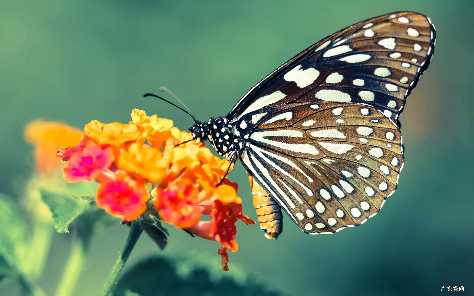 韩国瘦腿袜let s slim怎么样