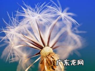 关于蒲公英的情话简短