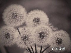 形容蒲公英的四字成语 赞美蒲公英的成语