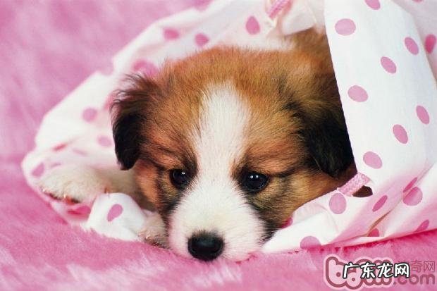 优良睡眠质量对小狗的必要性