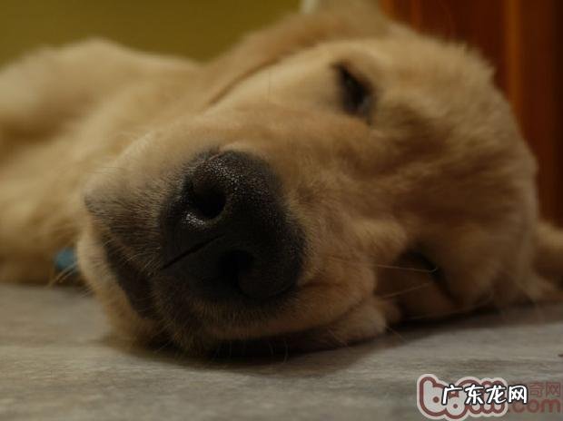 陪你了解小狗灵巧的鼻部