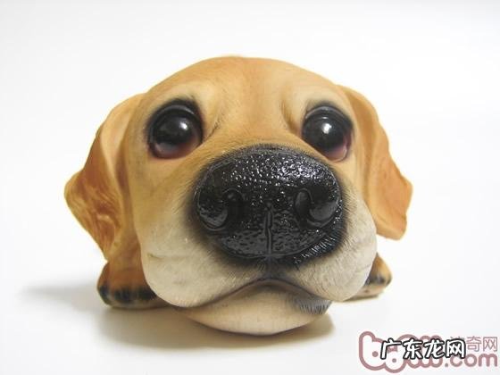 为何小狗鼻部一直很湿