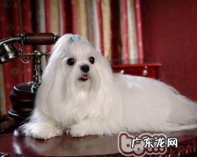 马尔济斯犬的品种介绍
