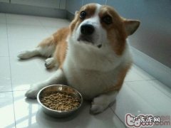 给你分析狗狗挑食缘故