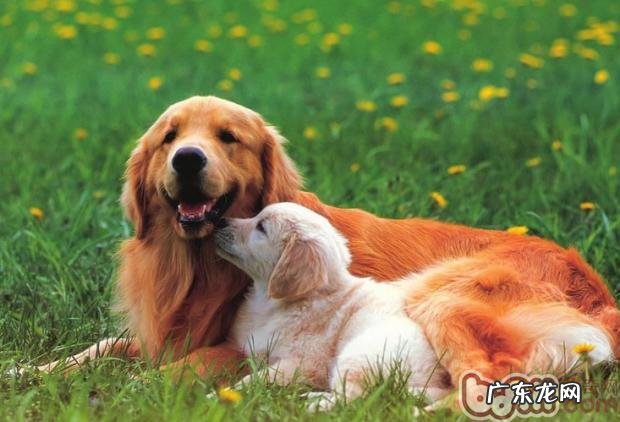 狗狗做梦都会干什么