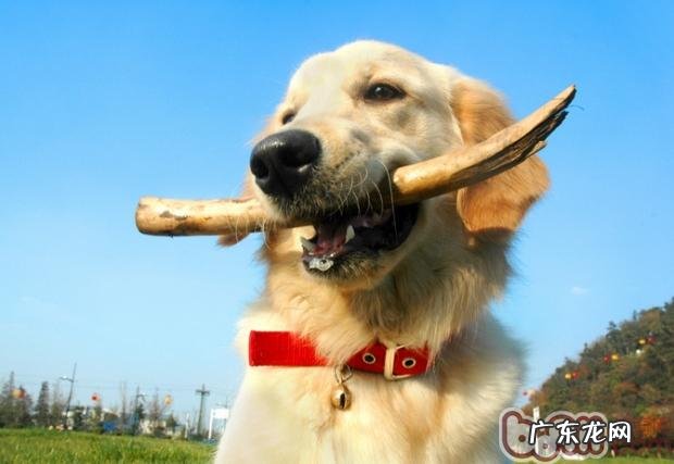 不必让小狗过于肥胖