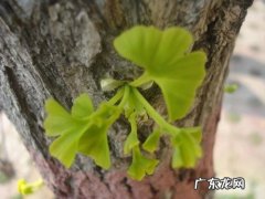 银杏树的树干怎么画 银杏树的树干的描写