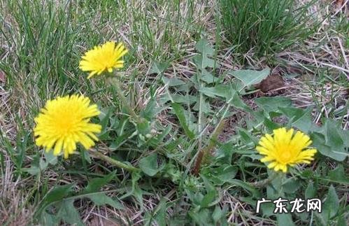 蒲公英的外形特征 蒲公英有什么特征