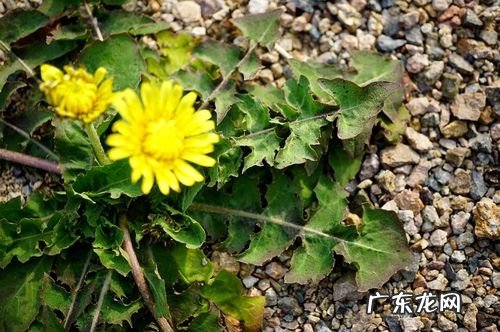 蒲公英的外形特征 蒲公英有什么特征