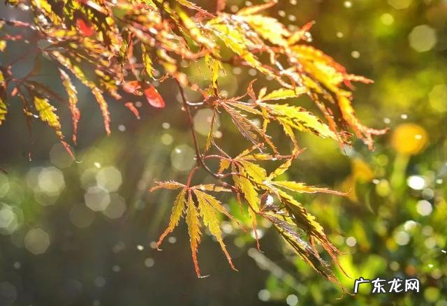 秋风轻轻地慢慢地吹动的成语 秋风轻轻的吹动的成语