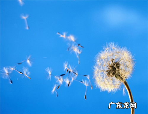 蒲公英的花还可以比作什么 蒲公英的话还可以比作什么