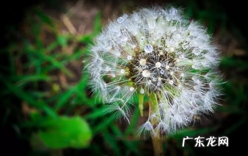 蒲公英的花还可以比作什么 蒲公英的话还可以比作什么