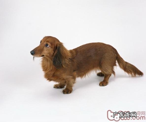 小狗走丢的缘故有什么