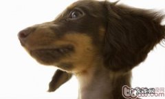 小狗的营养成分很重要