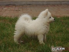 陪你了解小狗吃大便的真实缘故