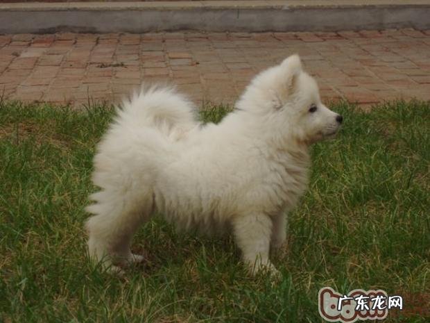 陪你了解小狗吃大便的真实缘故