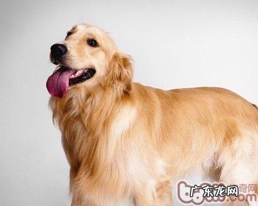 防止狗狗挑食的3个关键点