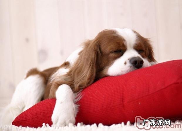 小狗为什么喜欢跟主人家睡