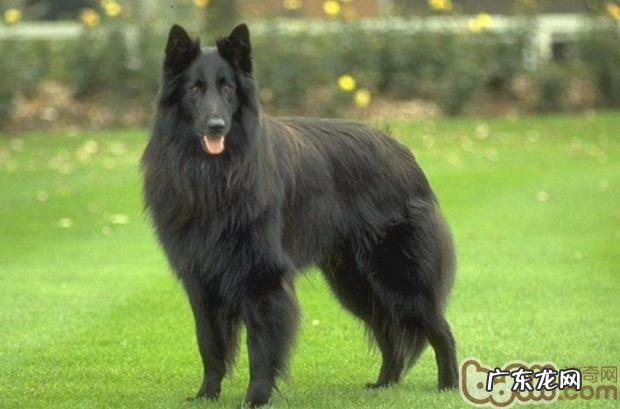 小狗做美容对健康有益