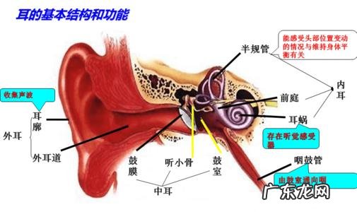 眼球活动怎么描述 眼球外形怎么描述