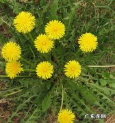 野生蒲公英图片 野生蒲公英图片大全