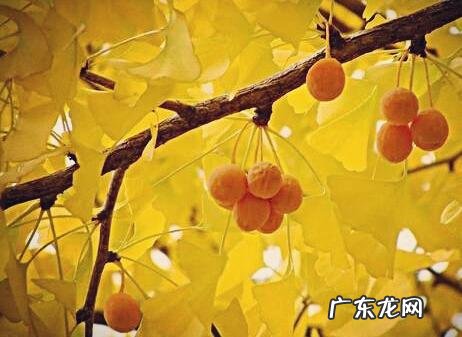 描写银杏树的一段话 银杏树的一段话