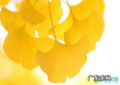 描写银杏树的一段话 银杏树的一段话