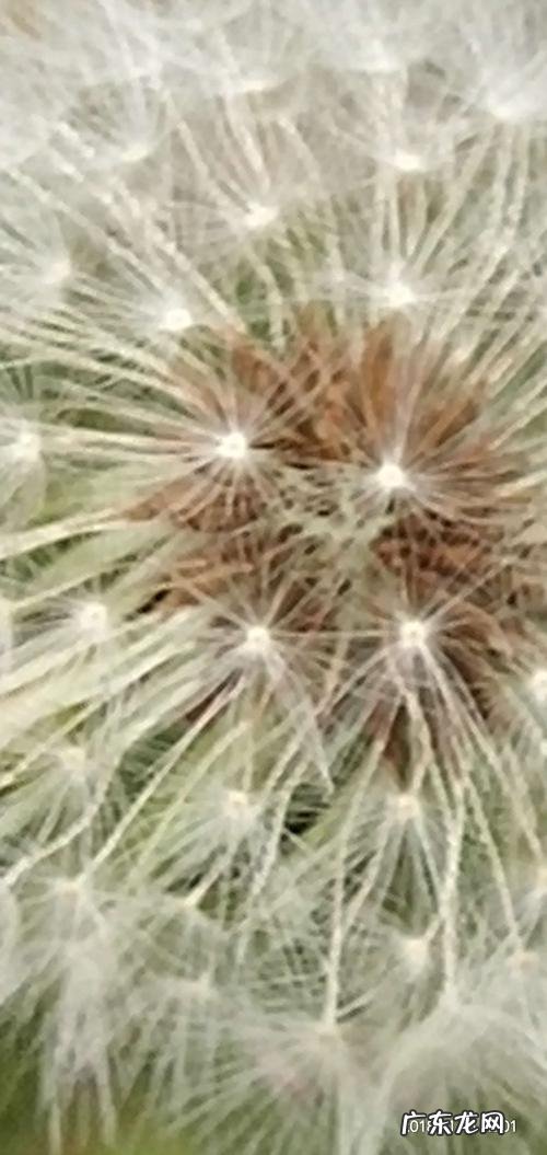 秋天的蒲公英怎么描写 秋天的蒲公英美篇