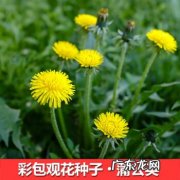 像蒲公英一样的植物有好多种