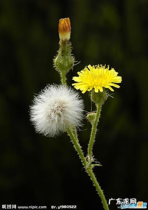 蒲公英图 蒲公英的花就像什么