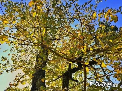 文中能表现春天的银杏树妩媚 描写春天银杏树妩媚的词语