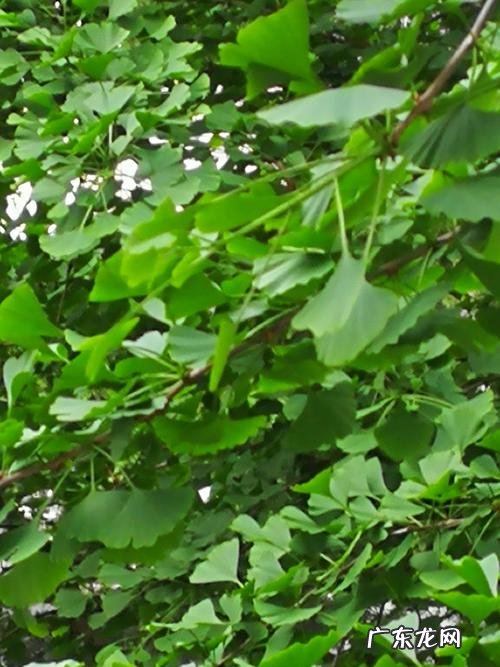 文中能表现春天的银杏树妩媚 描写春天银杏树妩媚的词语