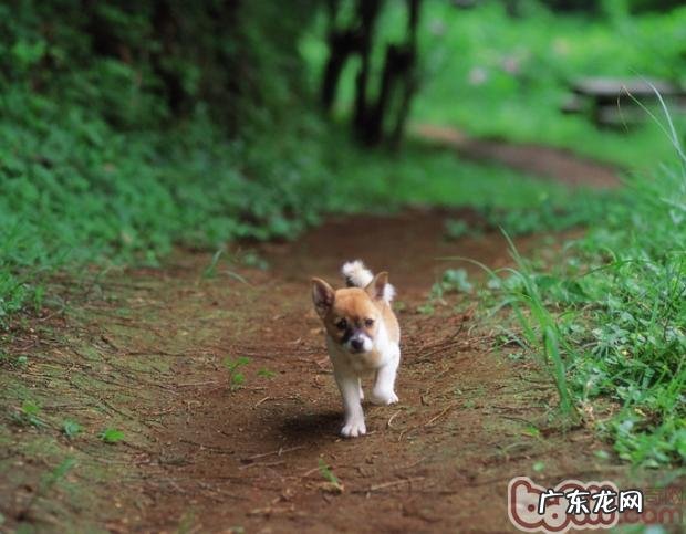 小狗要不要吃蔬菜,有哪些好处