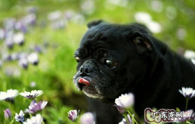 从小狗的嘴巴看身心健康