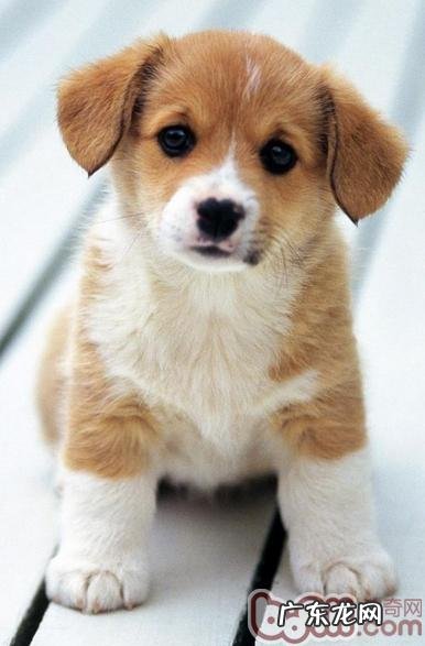 狗狗寄养必须留意的难题