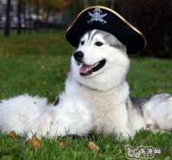 紫菜对小狗的人体有益处